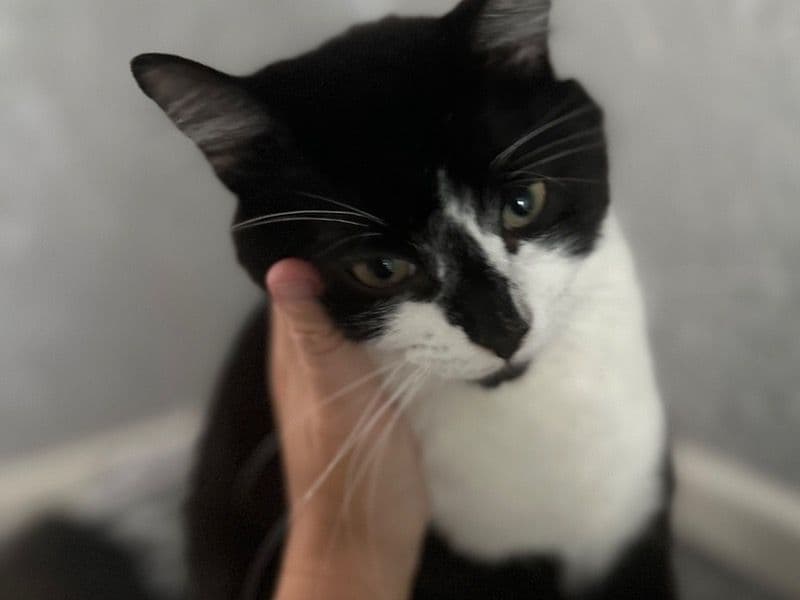 British Shorthair 1 year 2 months old male named Milo for sale in South Yorkshire, England | Petmeetly