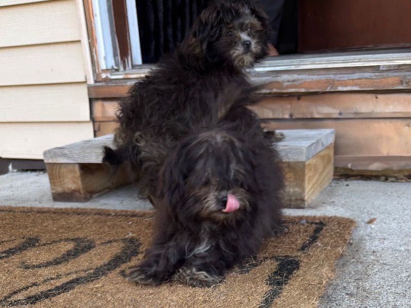 Oreo And Midnight primary photo