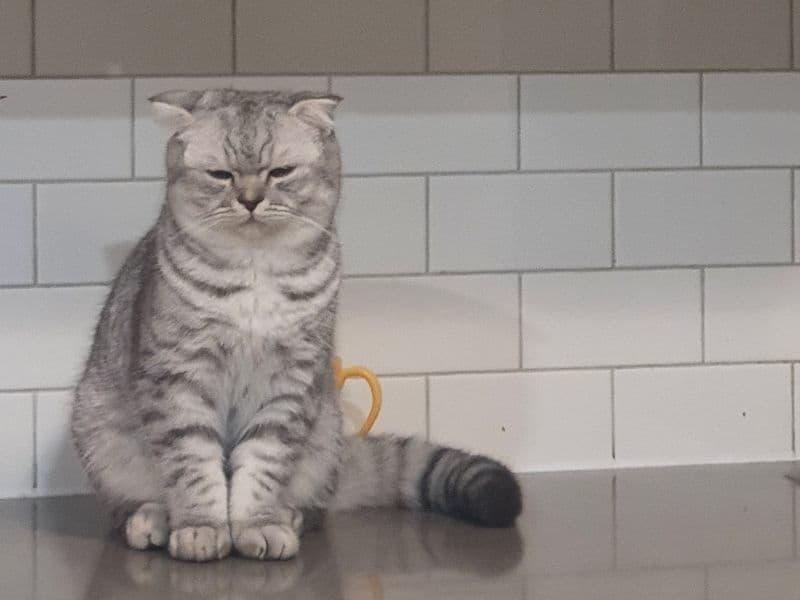 Scottish Fold 2 years 10 months old male named Nizam for breeding in Toronto, Ontario | Petmeetly