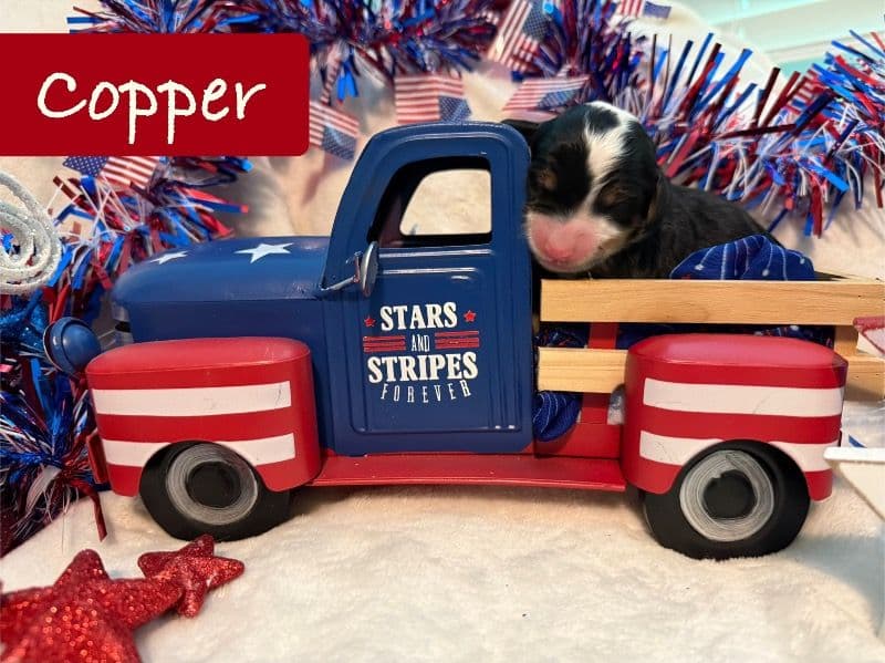 Copper primary photo