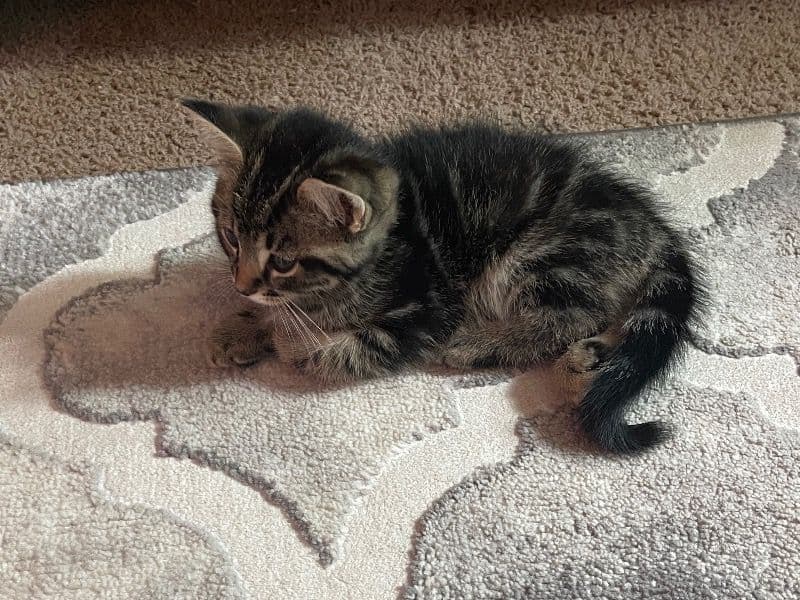 New Kitten primary photo