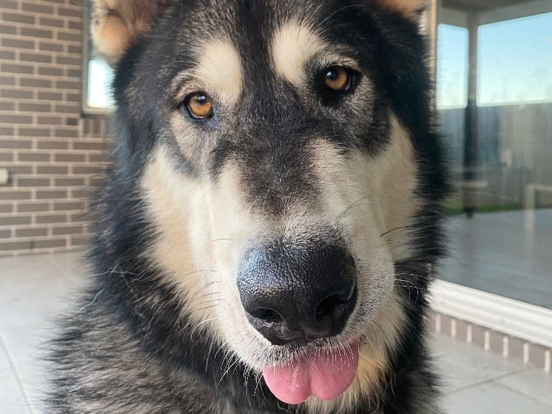 Koda primary photo