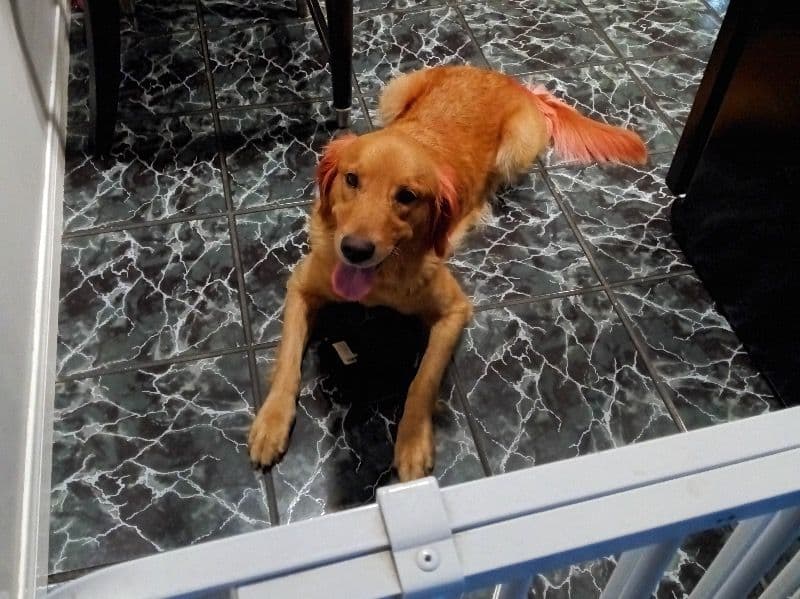 Nala primary photo
