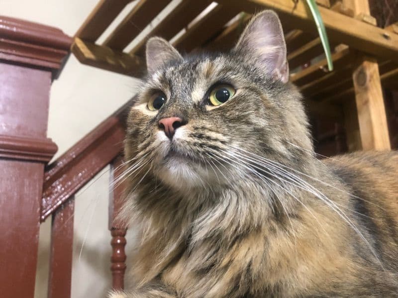 Maine Coon 3 years old female named Caspian for adoption in Philadelphia County, Pennsylvania | Petmeetly