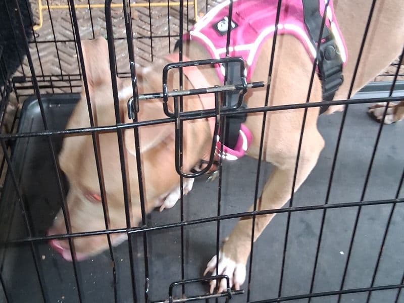 Pit Bull Terrier 1 year 1 month old female medium named Hazel for sale in DeKalb County, Georgia | Petmeetly