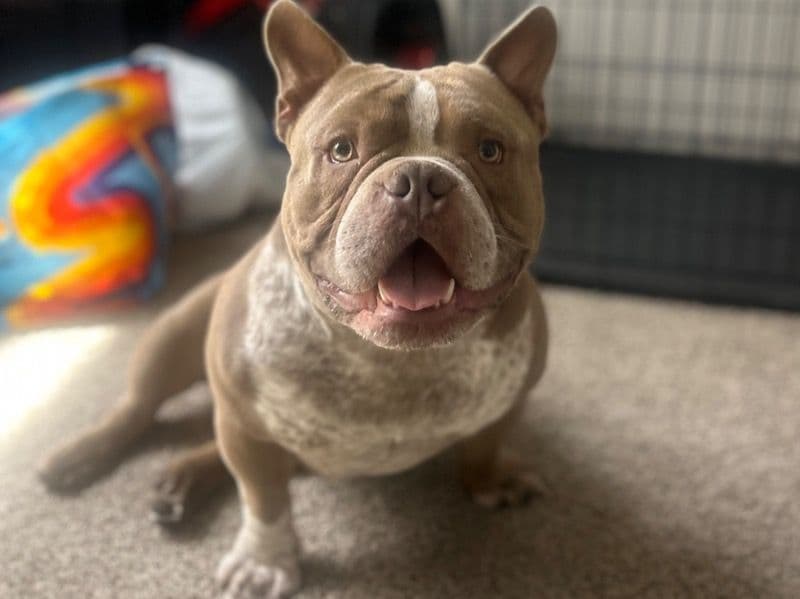 Booger primary photo
