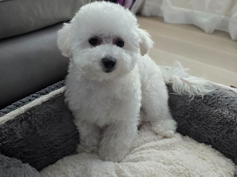 Fifi primary photo