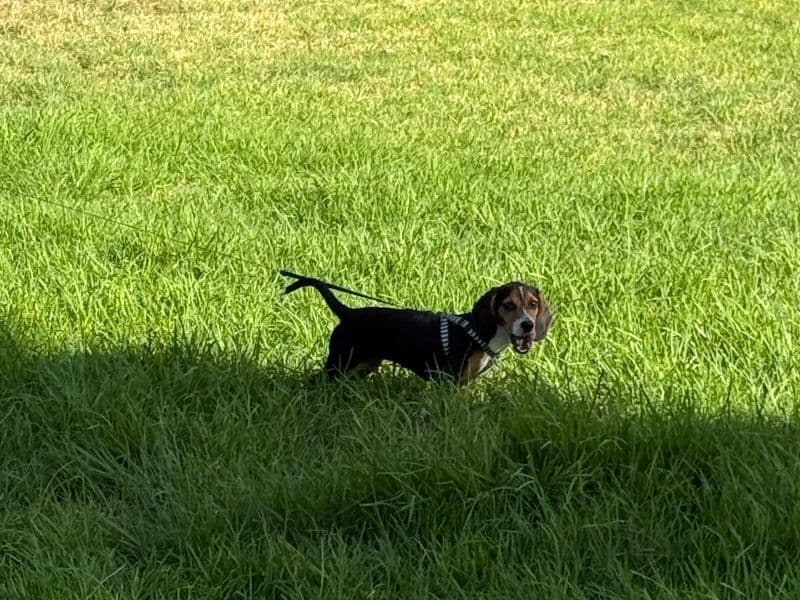 Luna primary photo