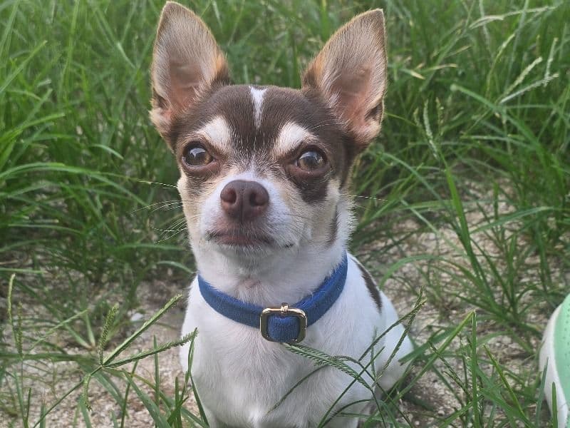 Banjo primary photo