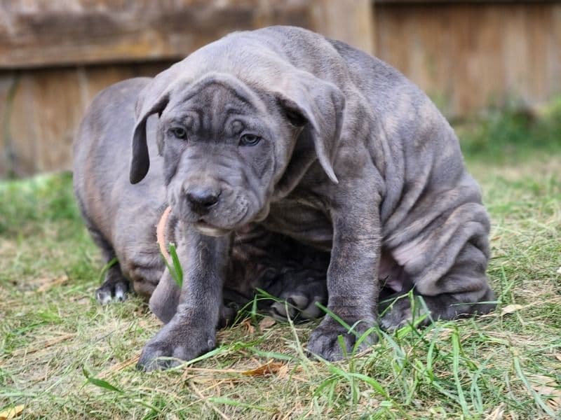 Cane Corso 3 months old female large named Midnight for sale in Baldwin County, Alabama | Petmeetly