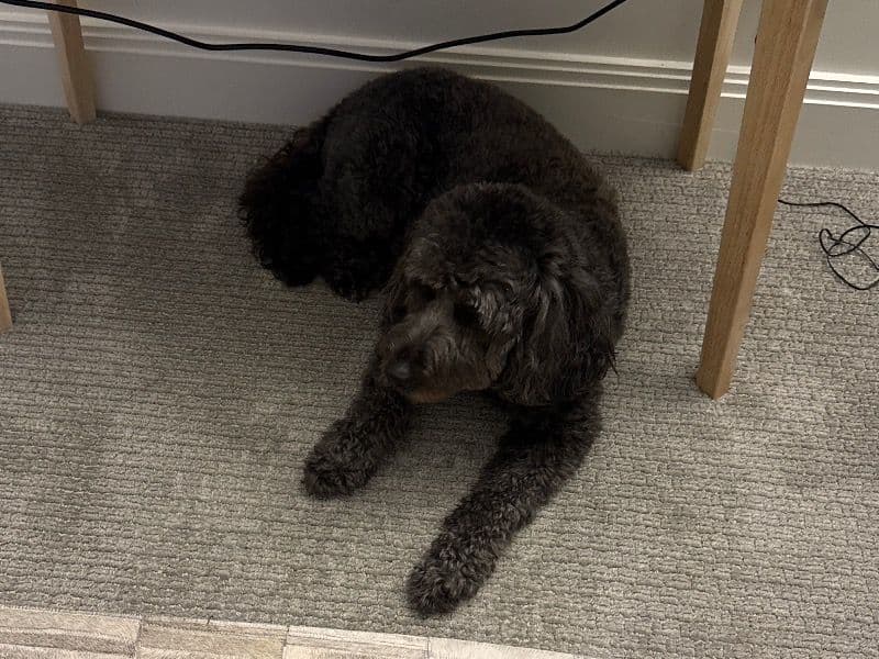 Golden Retriever 6 years old male medium named Smoove for breeding in Suffolk County, Massachusetts | Petmeetly