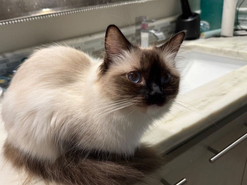 Ragdoll 1 year 6 months old female named Lula for breeding in Dallas County, Texas | Petmeetly