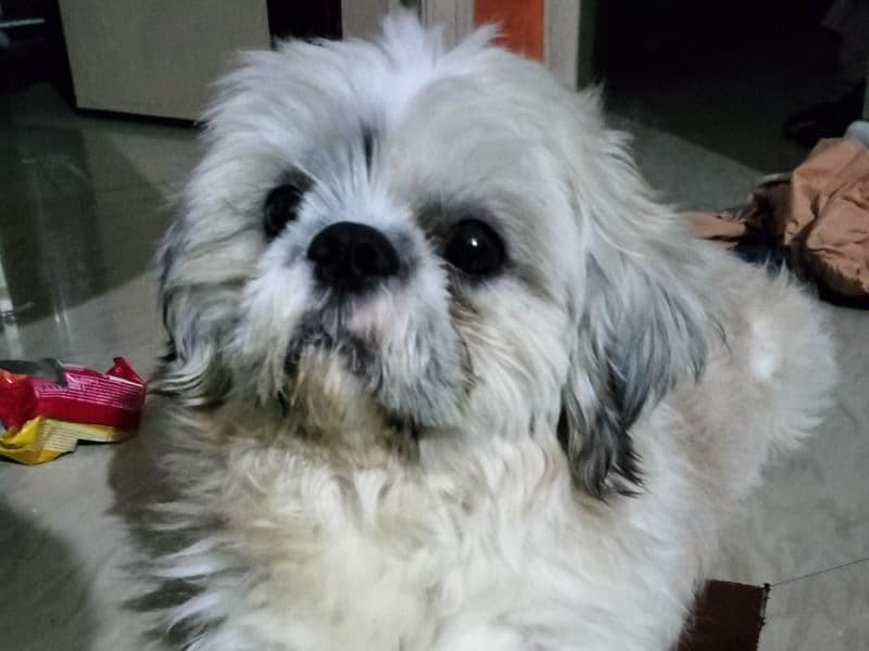 Max primary photo