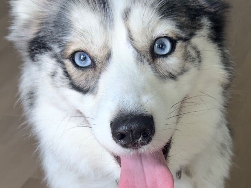 Pomsky 3 years 4 months old female medium named Celeste for sale in Duval County, Florida | Petmeetly