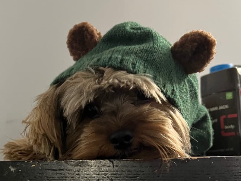 Yorkshire Terrier 4 years 4 months old male small named Clyde for breeding in Municipalidad Regional de Peel, Ontario | Petmeetly