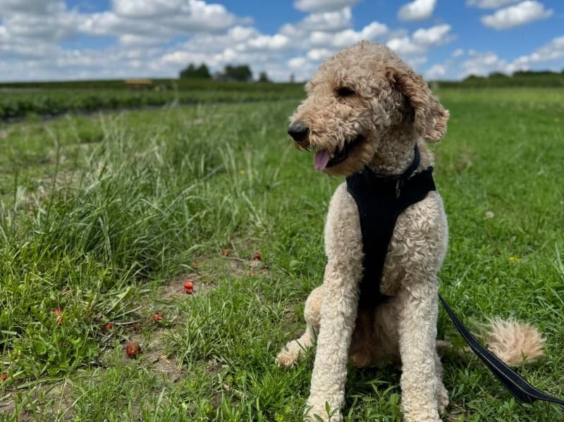 Noodles primary photo