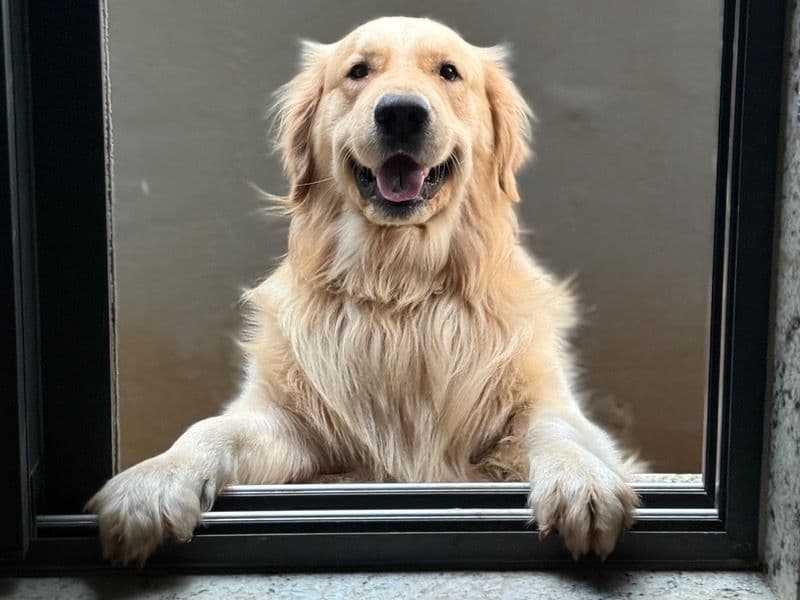 Golden Retriever 2 years 3 months old male large named Chase for breeding in Nanakramguda, Telangana | Petmeetly