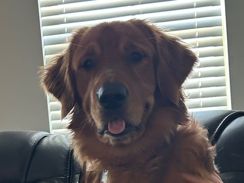 Rusty primary photo