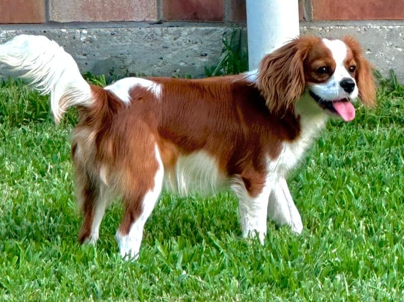 Finn primary photo