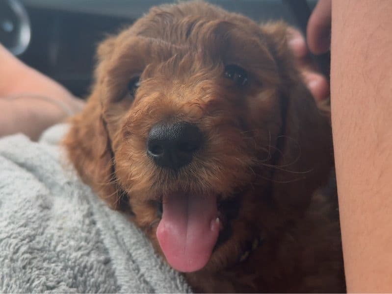 Chewy primary photo