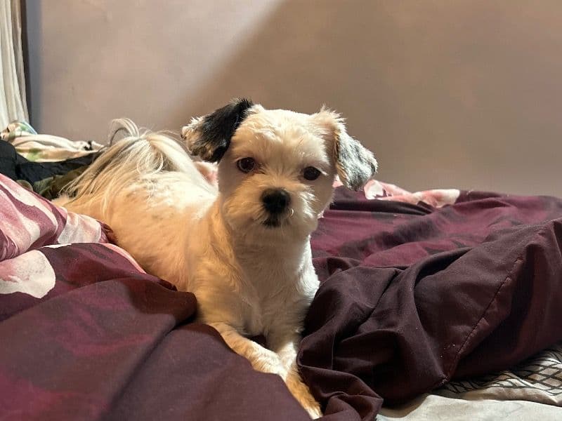 Minnie primary photo