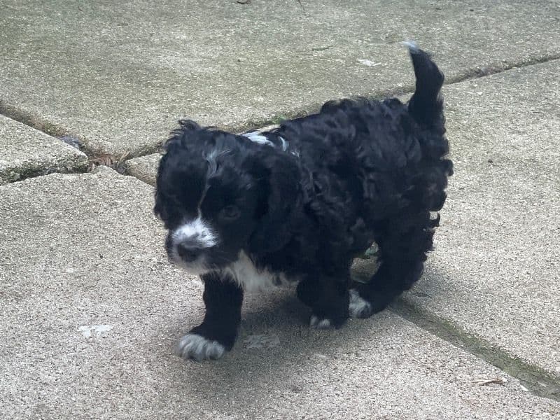 Cavachon 5 months old male small named Twinn for sale in Will County, Illinois | Petmeetly