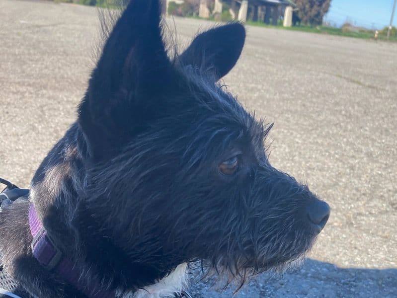 Cairn Terrier 1 year 10 months old female medium named Kola for adoption in Alameda County, California | Petmeetly