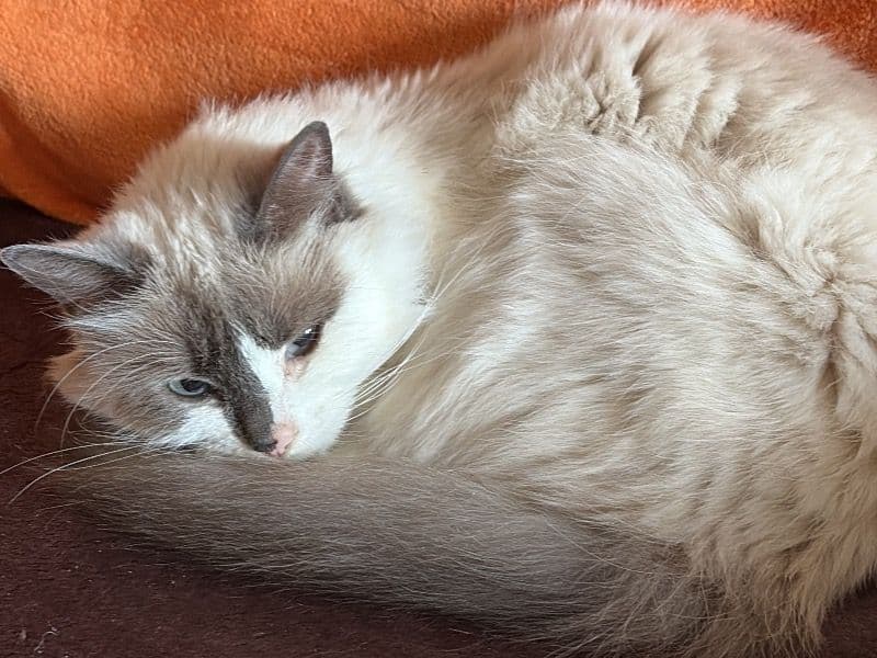 Cappuccino primary photo