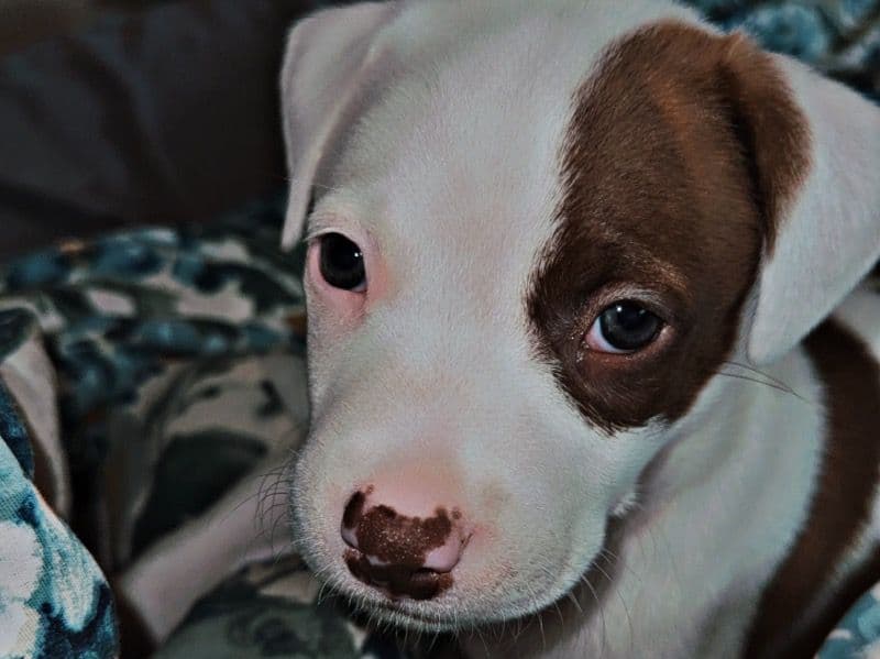 Blue nose Pitbull 4 months old female small named Moon for sale in Preble County, Ohio | Petmeetly