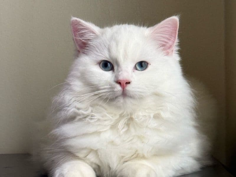 Ragdoll 4 months old female named Kitten 4 for sale in Allegheny County, Pennsylvania | Petmeetly