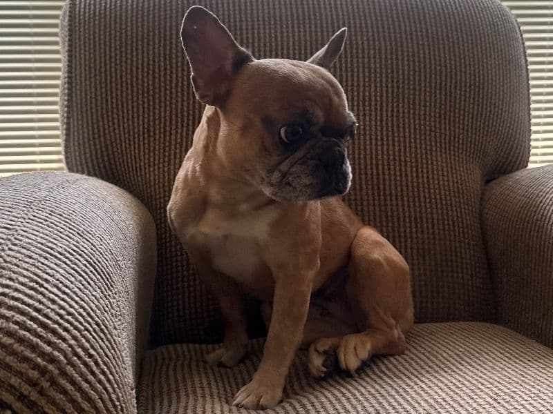 French Bulldog 2 years 7 months old female medium named Prada for sale in Fulton County, Georgia | Petmeetly