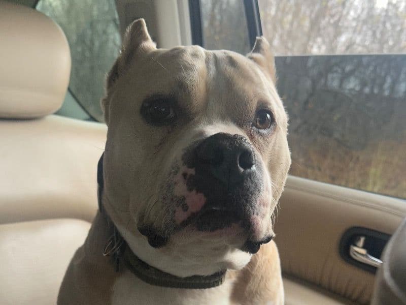 Enzo primary photo