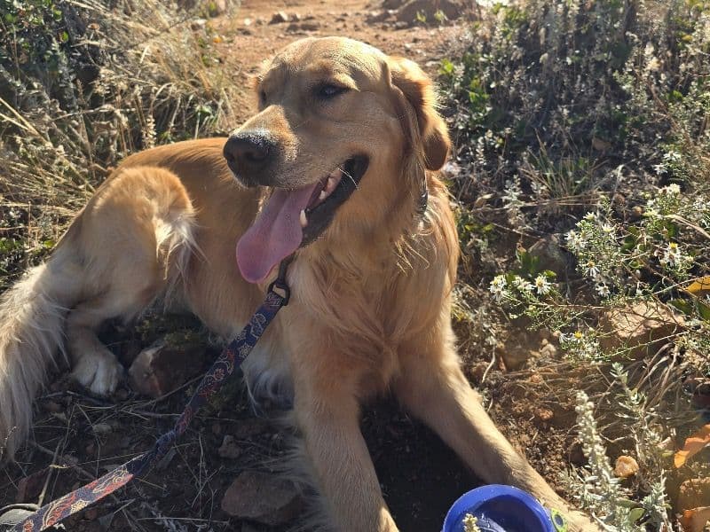 Golden Retriever 2 years 5 months old male large named Samson for breeding in Denver County, Colorado | Petmeetly