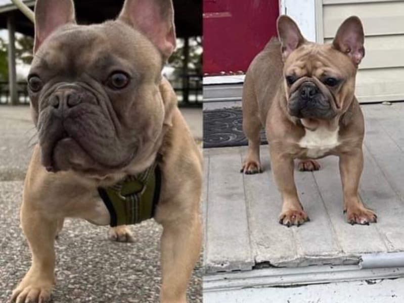 French Bulldog 2 years 8 months old male small named Ice for sale in Chesapeake, Virginia | Petmeetly