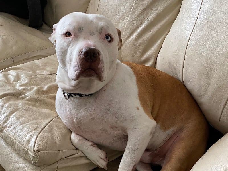 American PitBull Terrier 5 years 4 months old male large named Buddha for sale in Lebanon, Missouri | Petmeetly