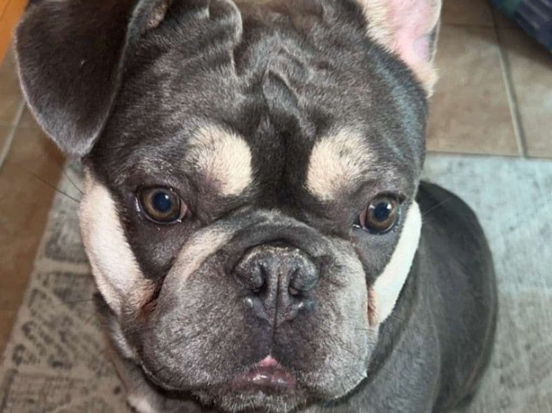 Frenchton 1 year 4 months old male medium named Yoda for sale in Regional Municipality of York, Ontario | Petmeetly