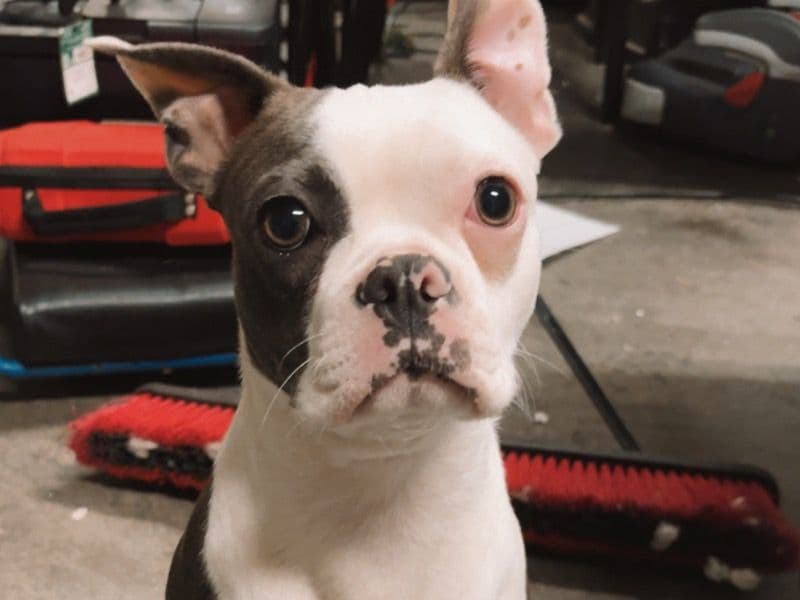 Boston Terrier 1 year 1 month old female small named Lilly for breeding in Onslow County, North Carolina | Petmeetly