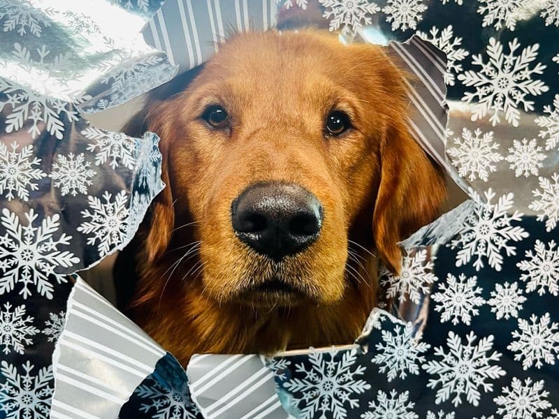 Golden Retriever 2 years 7 months old male medium named Bailey for breeding in San Diego County, California | Petmeetly