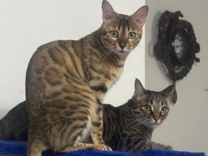 Bengal 2 years 6 months old female named Maxine for breeding in Hamilton, Ontario | Petmeetly