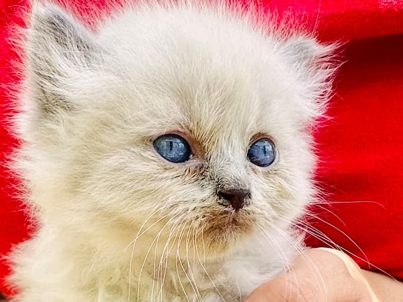Himalayan Persians primary photo