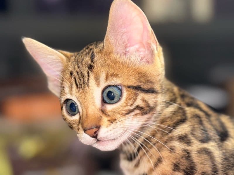 Bengal 3 months old female named Lucienne for sale in Los Angeles County, California | Petmeetly