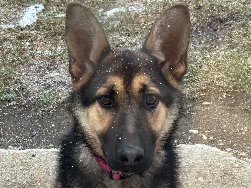 German Shepherd 2 years 4 months old female medium named Ziva for breeding in Stuartburn, Manitoba | Petmeetly