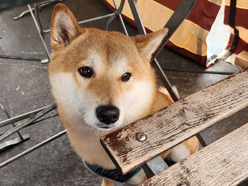 Prince Kenji primary photo