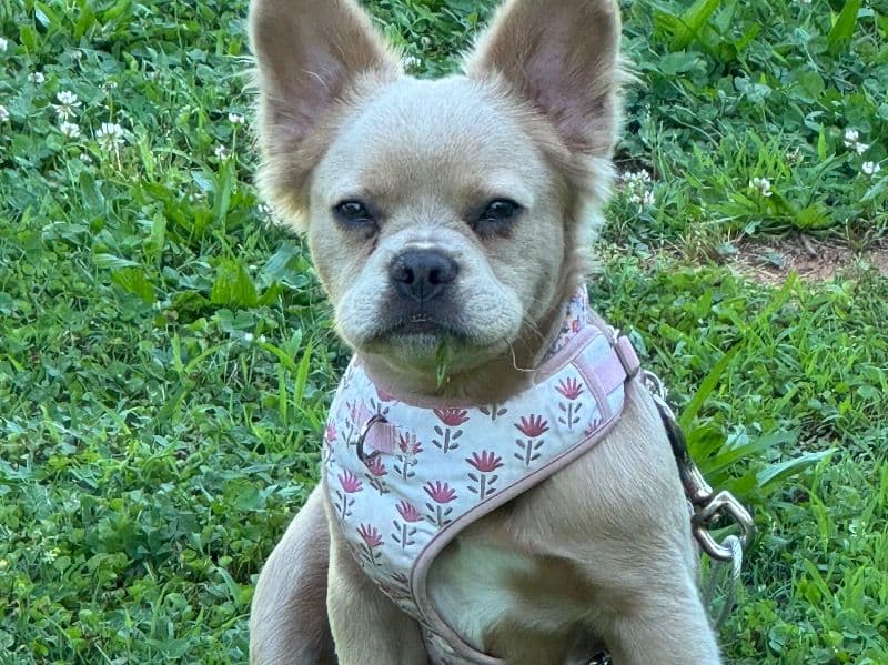 French Bulldog 1 year old female small named Junie for sale in Anderson County, South Carolina | Petmeetly