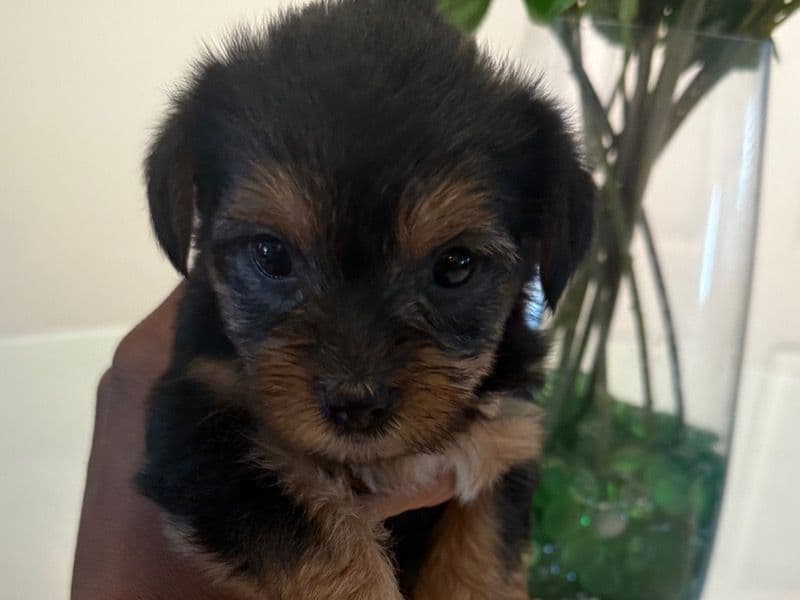 Remi primary photo