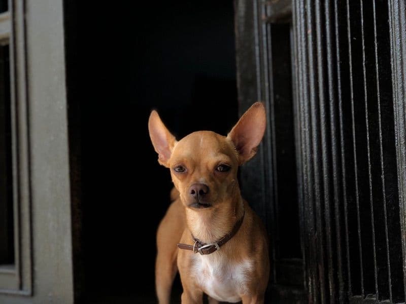 Tito primary photo