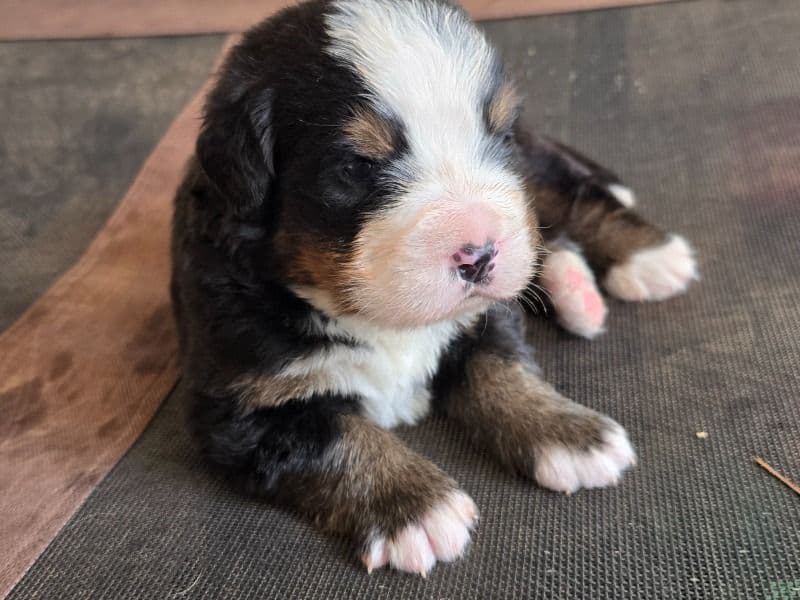 Bernese Mountain Dog 1 month old male large named Baxter for sale in Fulton County, Georgia | Petmeetly