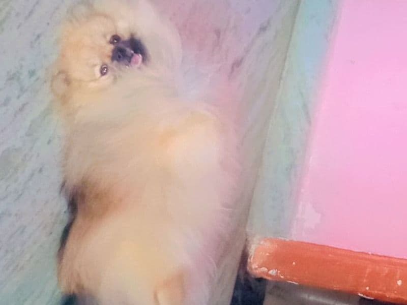 Yuki primary photo