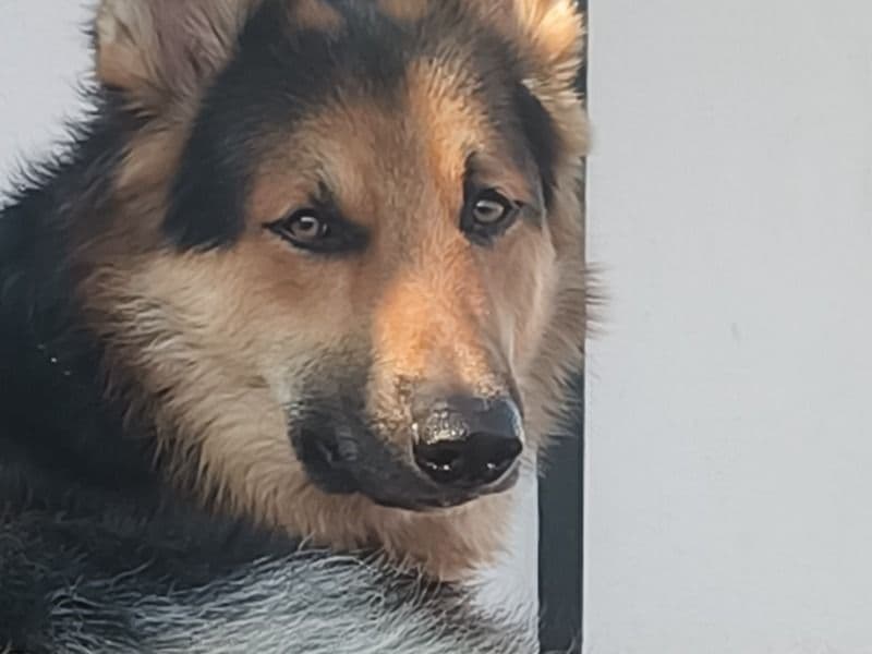 Rex primary photo
