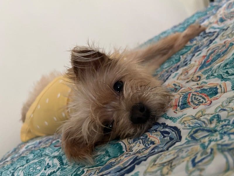 Pomeranian 2 years 1 month old female small named Serenity for sale in Lynchburg, Virginia | Petmeetly